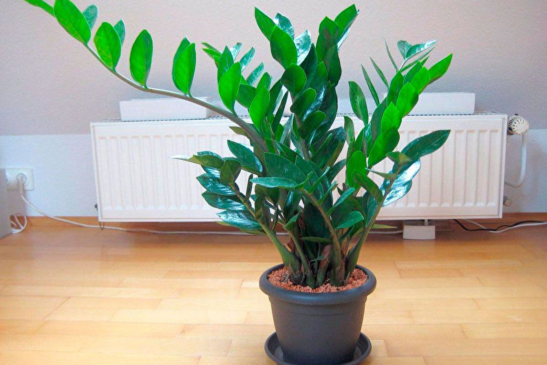 Zamioculcas - Description générale