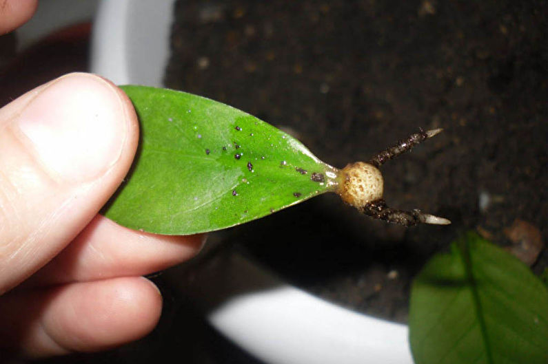 Zamioculcas - Bekæmpelse af skadedyr og sygdomme