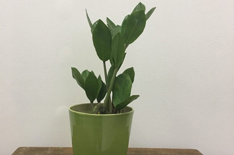 Zamioculcas - kontrola škodcov a chorôb