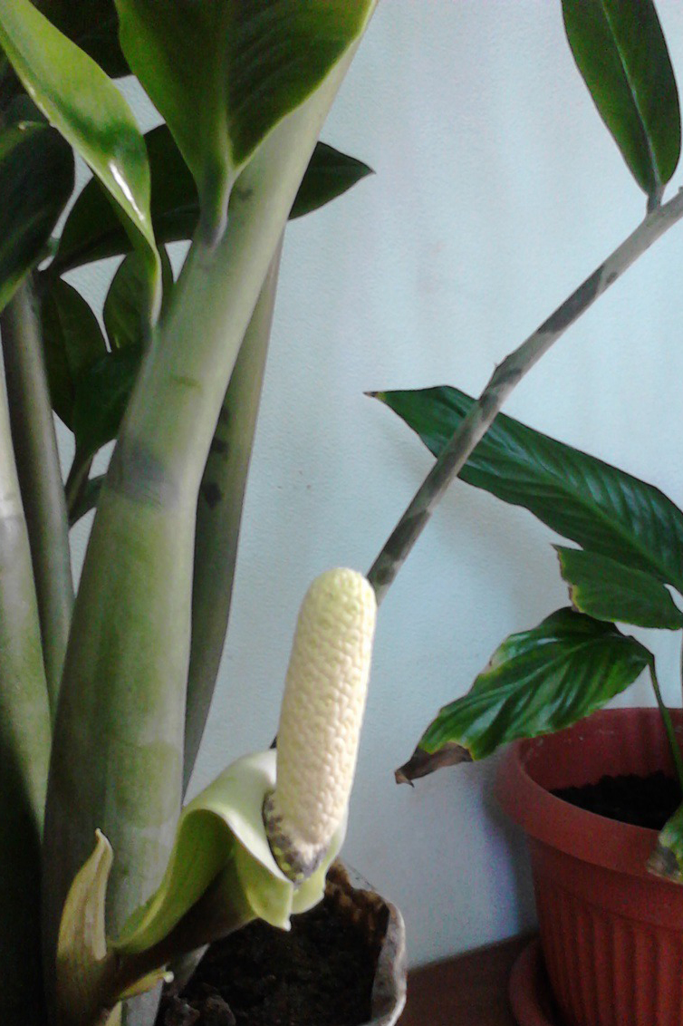 Zamioculcas - kaitēkļu un slimību kontrole