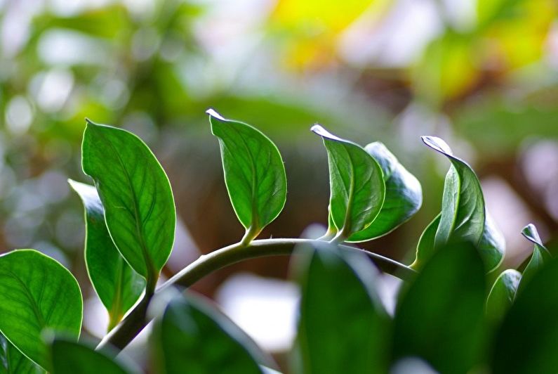 Zamioculcas - ảnh