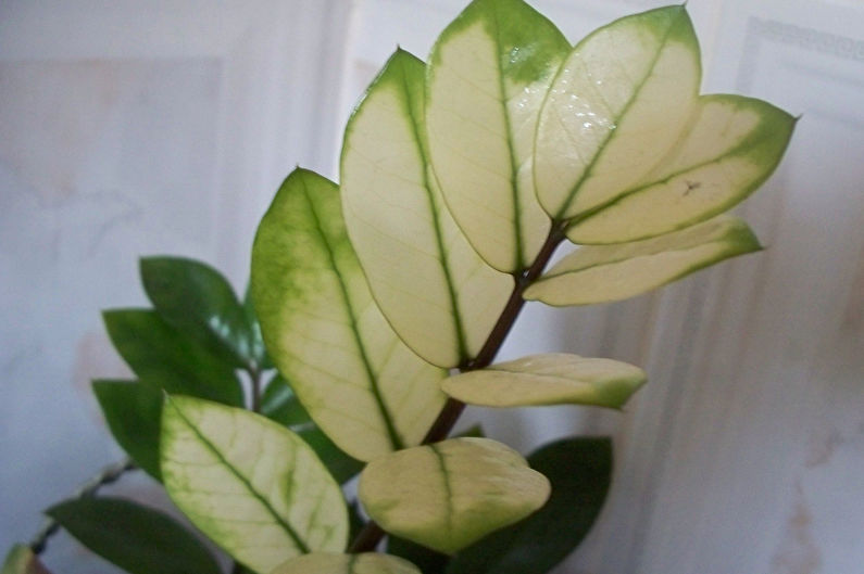 Zamioculcas - photo