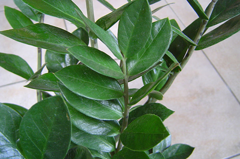 Zamioculcas - photo