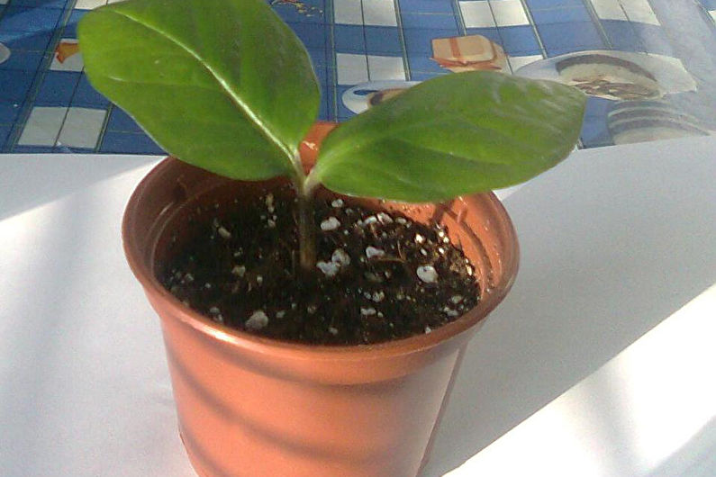 Zamioculcas - photo