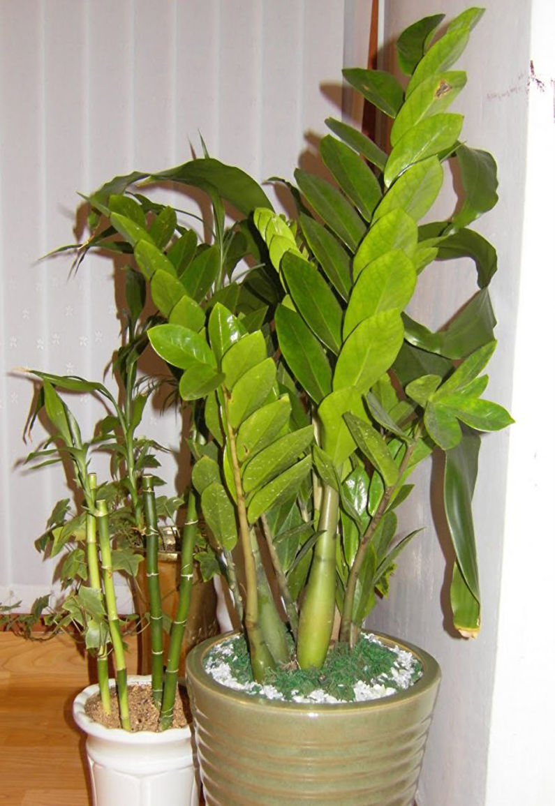 Zamioculcas - photo