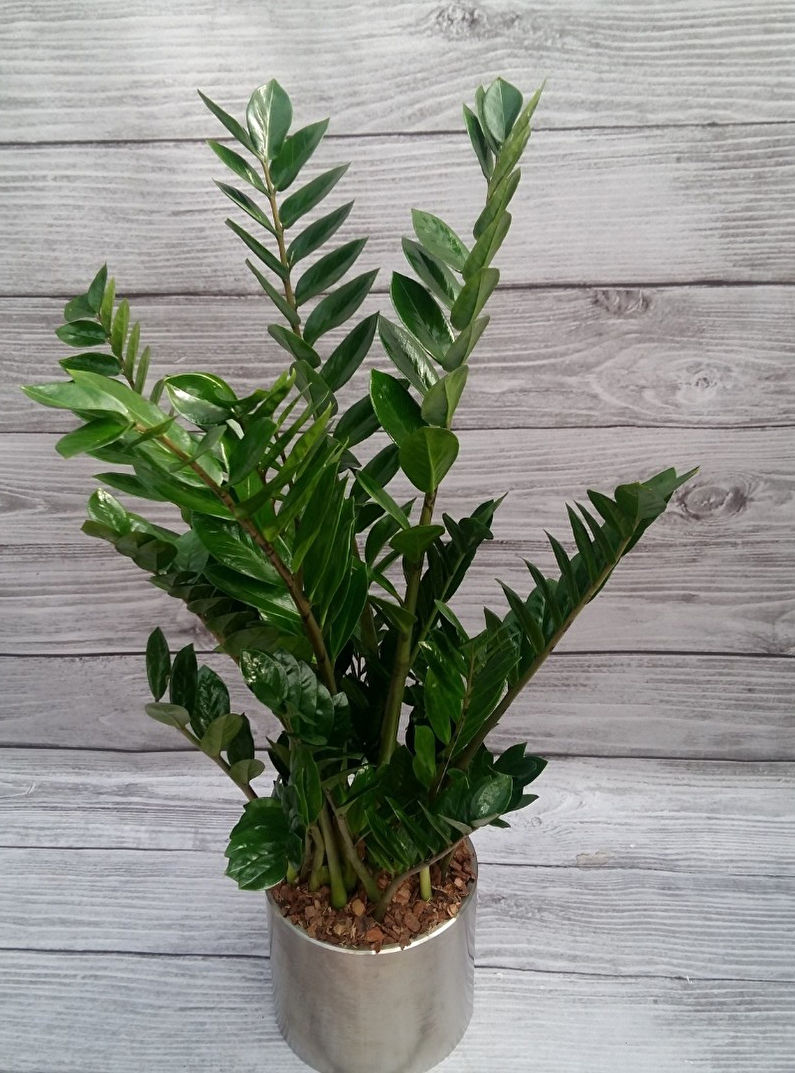 Zamioculcas - resim