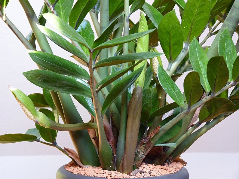 Zamioculcas - photo