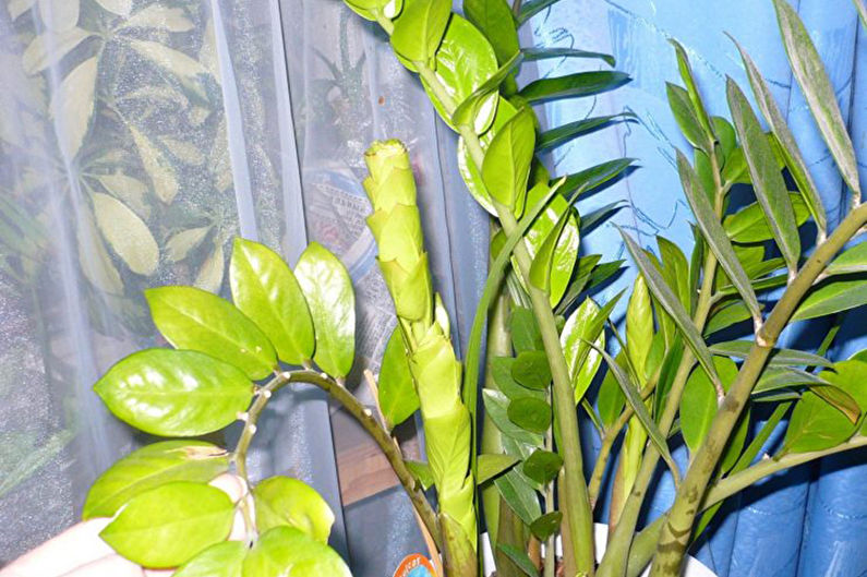 Zamioculcas - photo