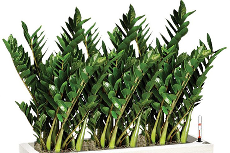 Zamioculcas - nuotrauka