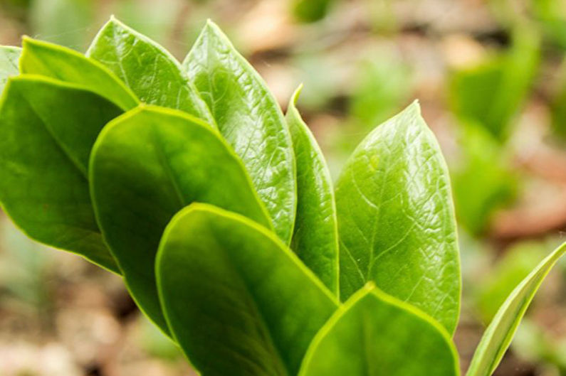 Zamioculcas - φωτογραφία