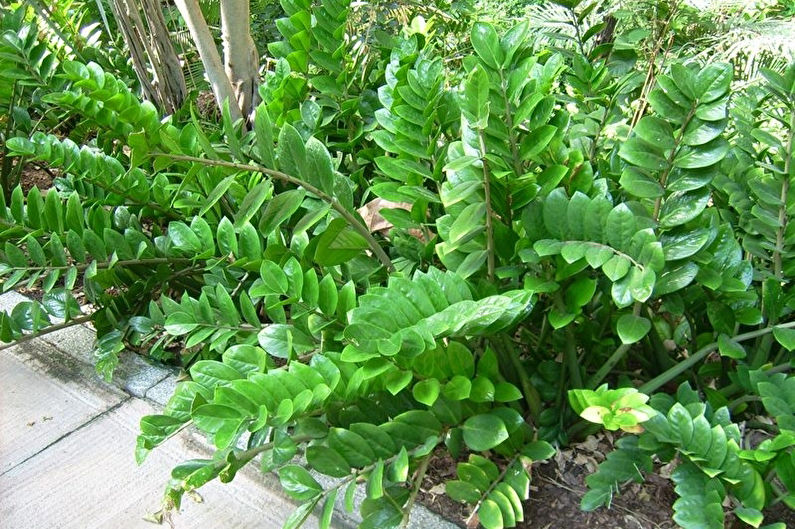 Zamioculcas - fotografia