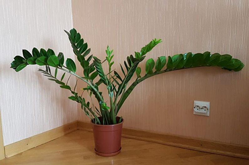 Zamioculcas - photo