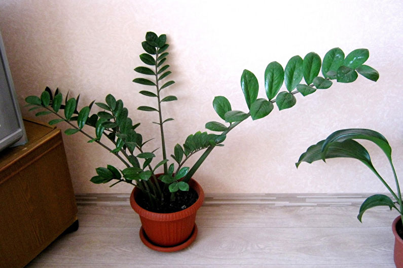 Zamioculcas - photo