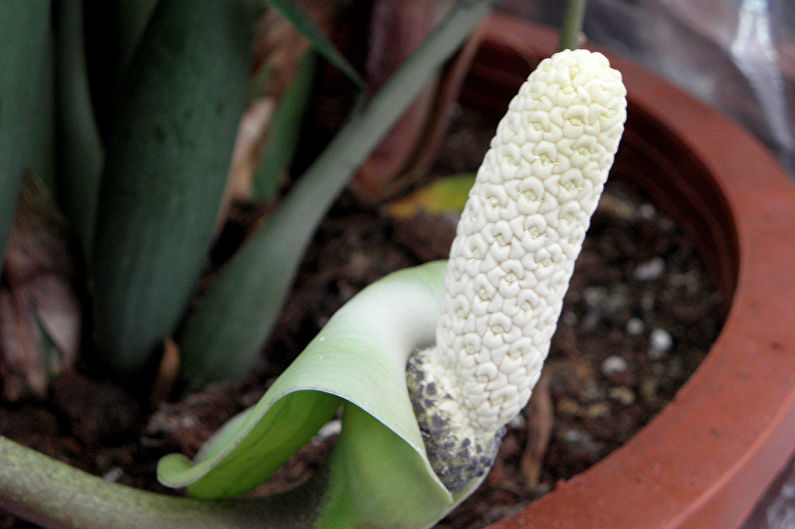 Zamioculcas - photo