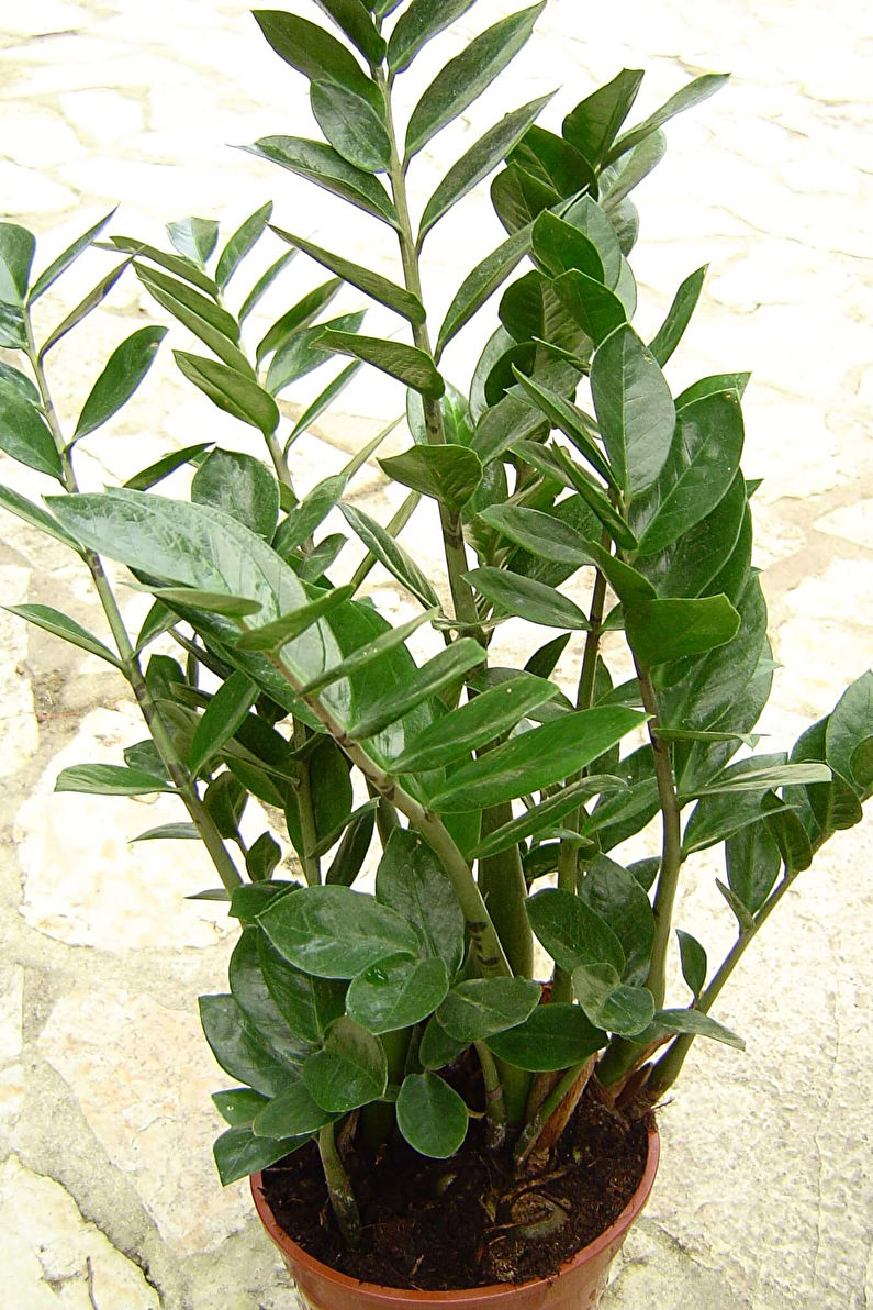 Zamioculcas - photo