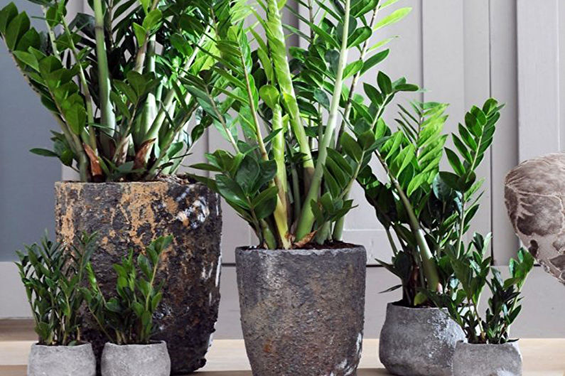 Zamioculcas (62 photos): description, types et soins