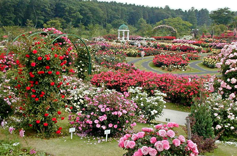 Monocots - May bulaklak sa kubo, mga ideya para sa disenyo ng landscape