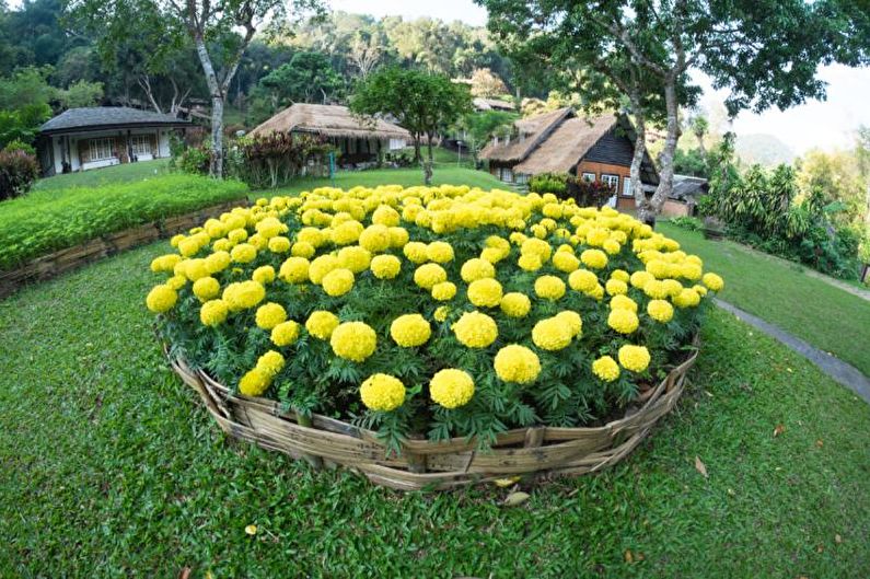 Monocots - May bulaklak sa kubo, mga ideya para sa disenyo ng landscape