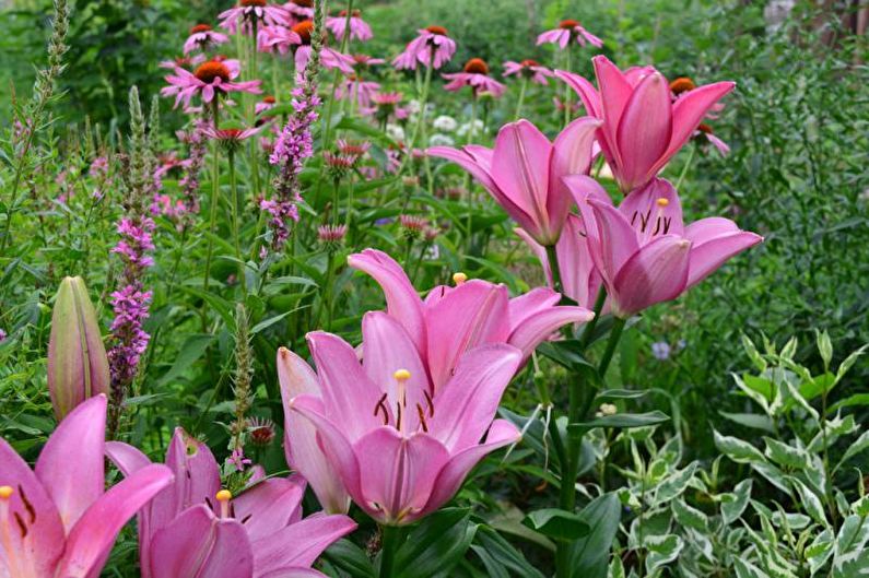 Monocots - Blomsterrabatt i stugan, idéer för landskapsdesign