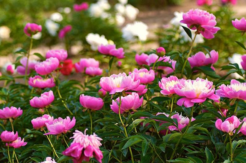 Monocots - Parterre de fleurs au chalet, idées d'aménagement paysager