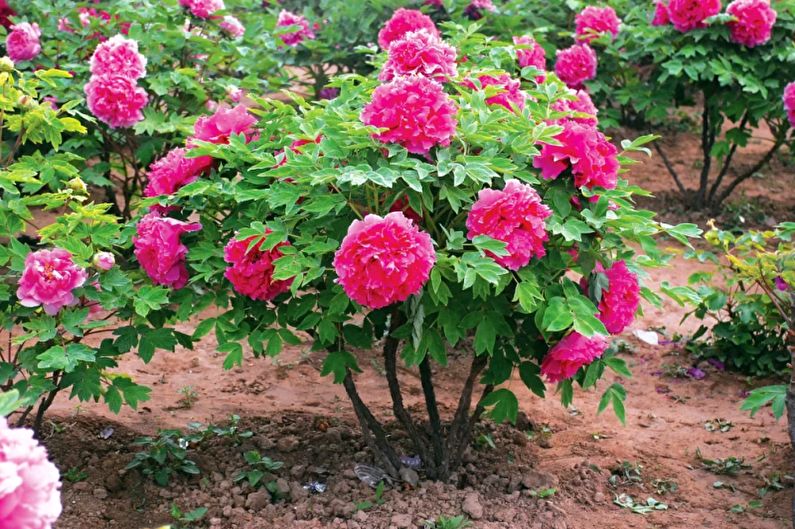 Monocots - Parterre de fleurs au chalet, idées d'aménagement paysager