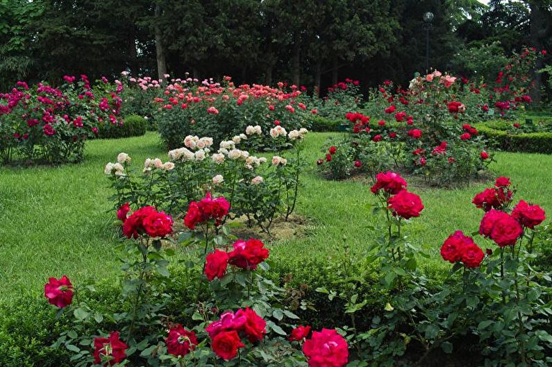 Flores para o chalé - plantas altas verticais