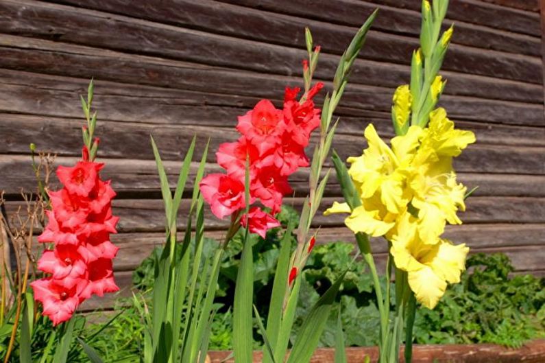 Flores para o chalé - plantas altas verticais