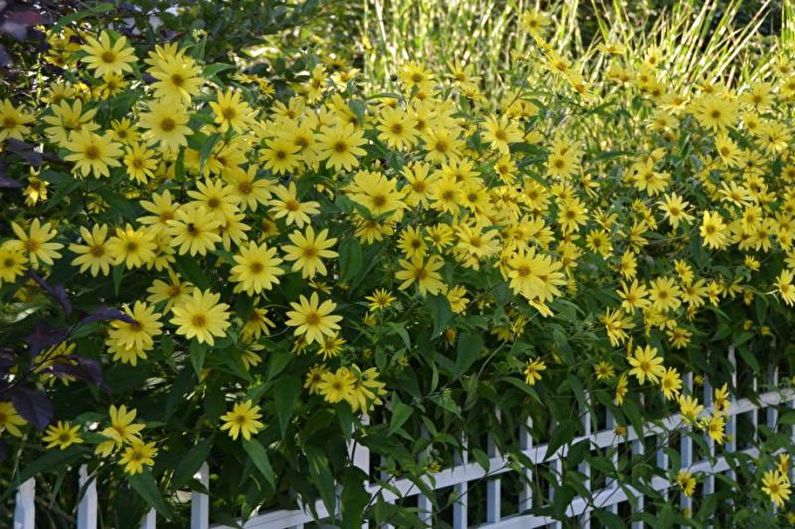 Flores para o chalé - plantas altas verticais