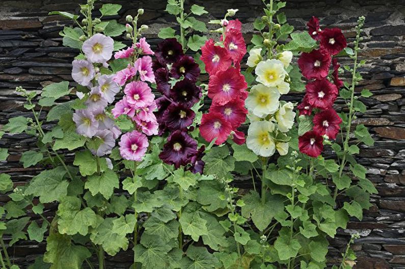 Bloemen voor het huisje - Hoge rechtopstaande planten