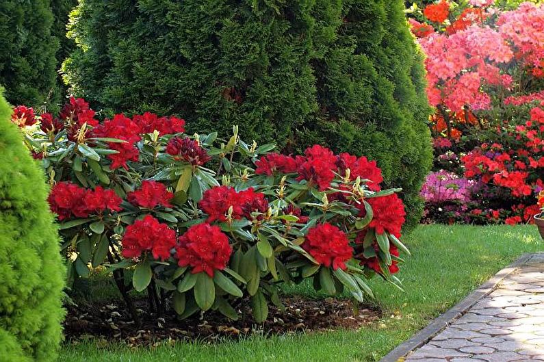 Fiori per il giardino - Arbusti perenni