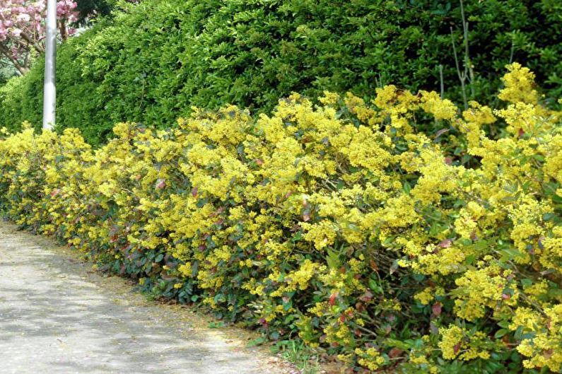 Flores para el jardín - Arbustos perennes