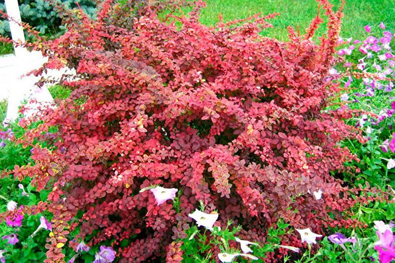 Flowers for the garden - Perennial shrubs