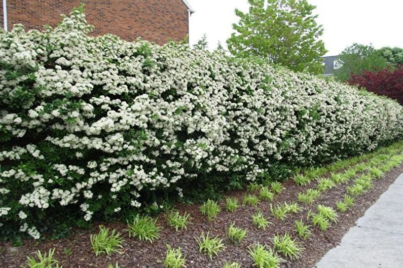 Flowers for the garden - Perennial shrubs