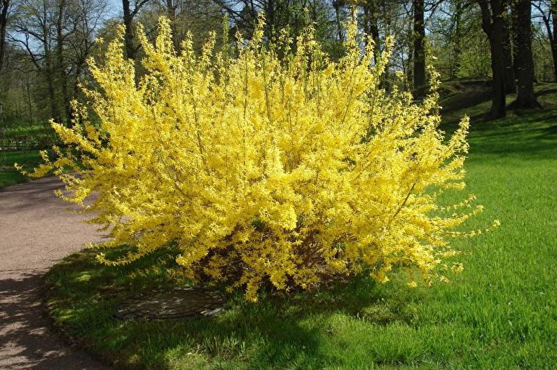 Flores para el jardín - Arbustos perennes