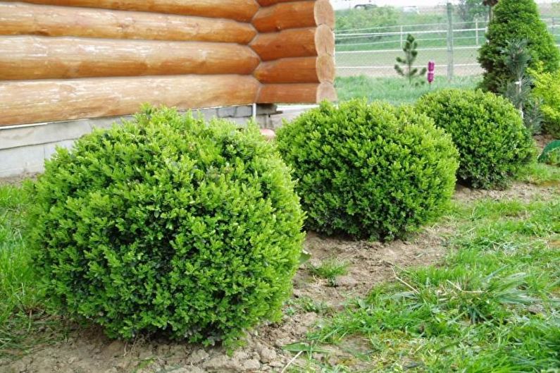 Flores para el jardín - Enanos coníferos