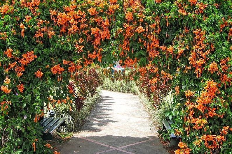 Flores para o jardim - trepadeira Convolvulus