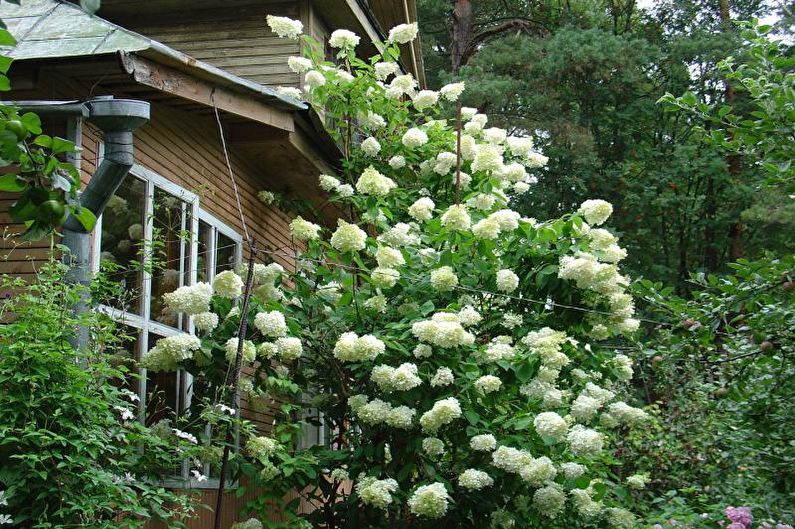 Mga bulaklak para sa hardin - Convolvulus creeper