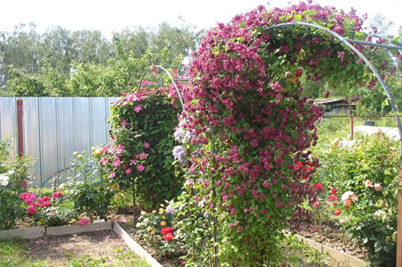 Blommor för trädgården - Convolvulus creeper