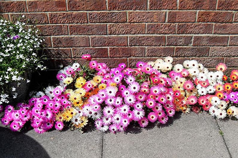 Flores para el jardín - Plantas de alfombra