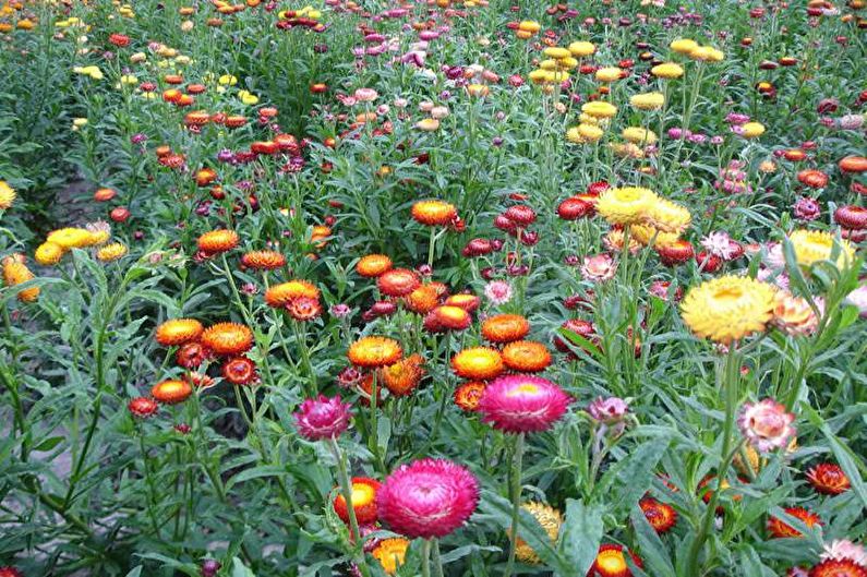 Flores para el jardín - Plantas de alfombra