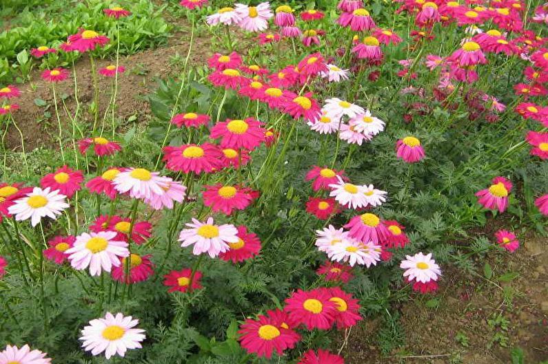 Flors per al jardí: plantes de catifes