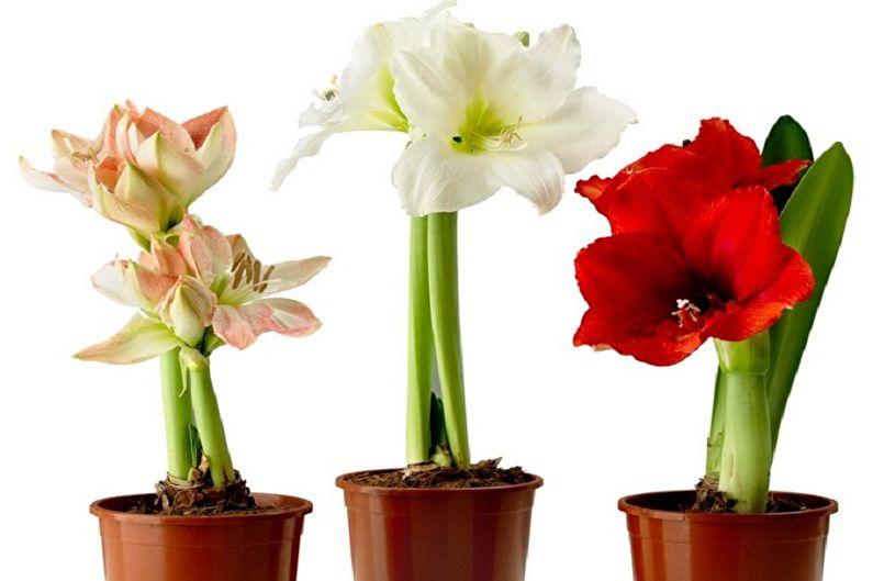 Hippeastrum - skati