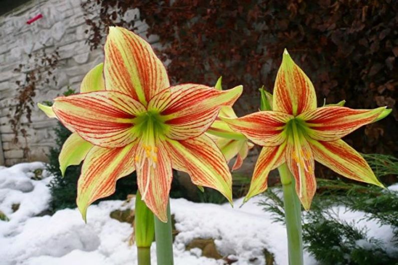 Hippeastrum - vaizdai