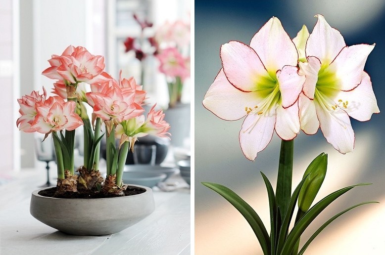 Hippeastrum - المشاهدات