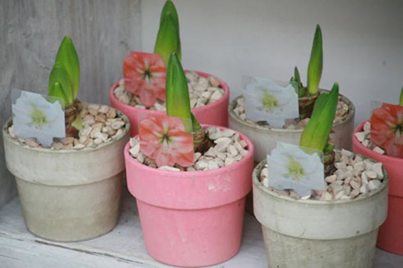 Hippeastrum - Kaedah Pembiakan