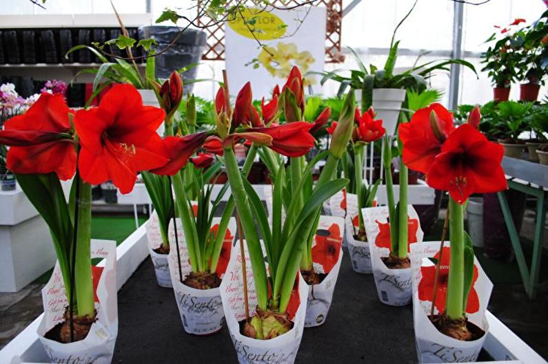 Hippeastrum - วิธีการสืบพันธุ์