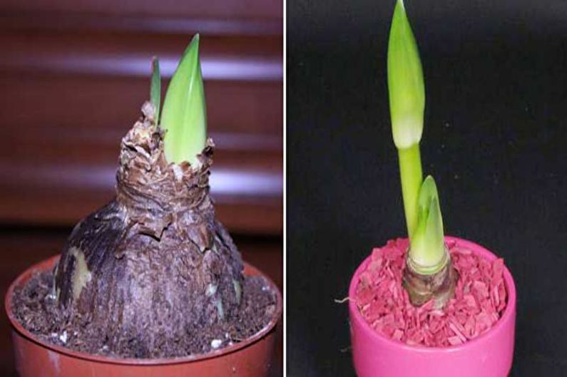 Hippeastrum - Phương pháp sinh sản