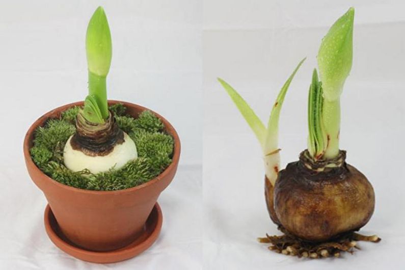 Hippeastrum - transplantatie