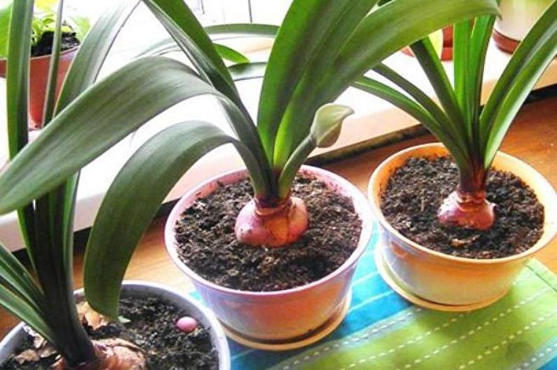 Hippeastrum - Transplantasjon