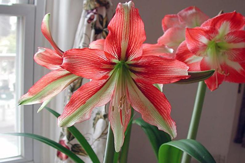 Hippeastrum zorg thuis